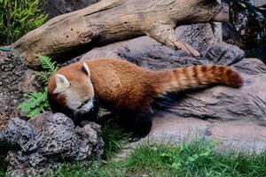 a red panda is walking on the rocks photo