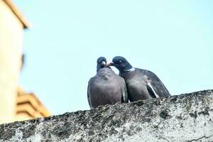 two pigeons sitting on top of a wall photo