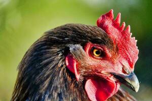 a close up of a chicken with red feathers photo