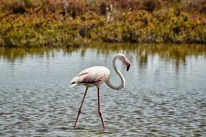 a flamingo is standing in the water photo