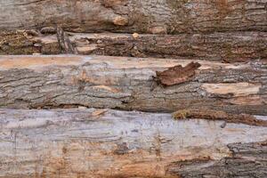 a close up of a log wall with some wood photo
