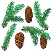 Tree branches, pine and cones, vector illustration