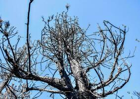 un quemado árbol con No hojas y ramas foto