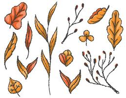 Set of vector autumn leaves, tree branches, autumn botany