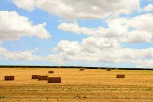 fardos de heno en un campo debajo un azul cielo foto