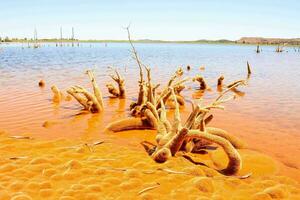 dead trees in the water with orange water photo