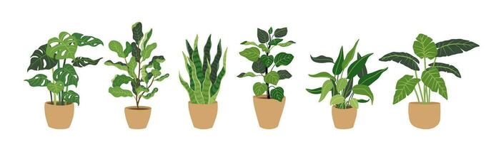 Collection Decorative green houseplants in pots, vector illustration