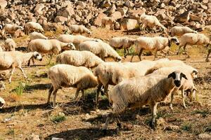 a herd of sheep grazing in the desert photo