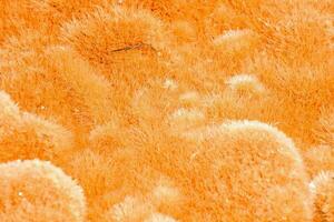 a close up of orange sea sponges photo