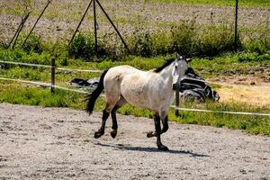 a horse is walking in a fenced area photo