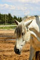 un hombre es en pie siguiente a un caballo en un suciedad campo foto