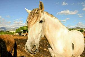 un marrón Burro es en pie en un campo foto