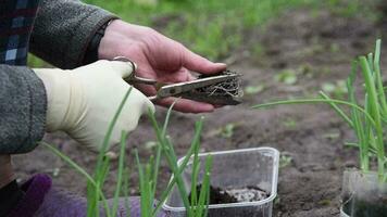 An elderly woman is planting young onion seedlings in her garden in the village video