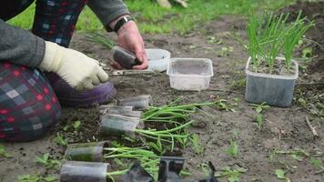 An elderly woman is planting young onion seedlings in her garden in the village video