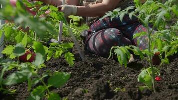 vieux femme inserts jeunes arbres de tomates dans le sol dans le printemps video