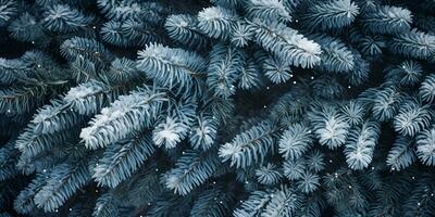abeto árbol ramas antecedentes con nieve. Navidad o invierno bandera. ai generado foto