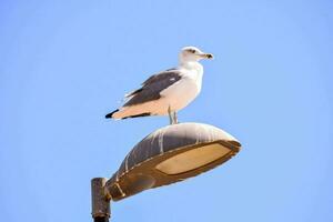 a seagull sits on top of a street light photo