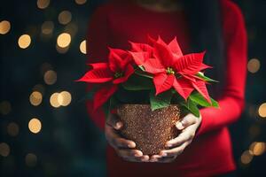 Christmas poinsettia flowers decoration in the hands of young woman on sparkling background. Festive banner composition. photo