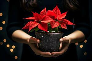 Christmas poinsettia flowers decoration in the hands of young woman on sparkling background. Festive banner composition. photo