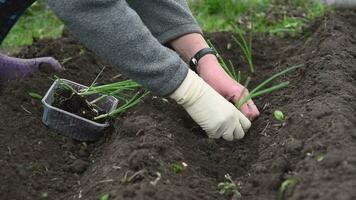 un mayor mujer es plantando joven cebolla plántulas en su jardín en el pueblo video