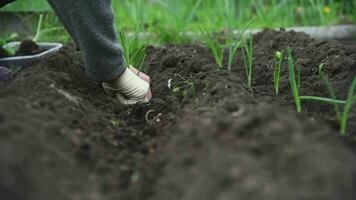 ett äldre kvinna är plantering ung lök plantor i henne trädgård i de by video