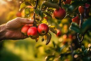 Close up of farmer male hands picking red apples fruits. Organic food, harvesting and farming concept. Generated AI. photo