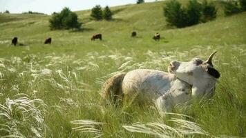 Cows eat grass in a meadow in the village. Cattle graze on the field on a sunny day. video