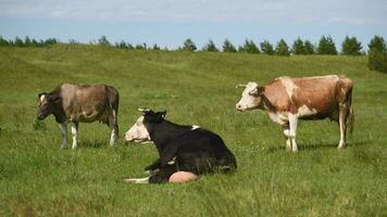 Cows eat grass in a meadow in the village. Cattle graze on the field on a sunny day. video