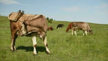 vacas comer Relva dentro uma Prado dentro a Vila. gado pastar em a campo em uma ensolarado dia. video