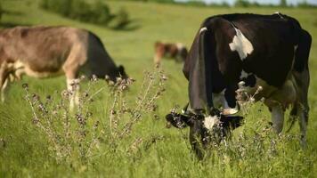 mucche nel il prato masticare erba. video