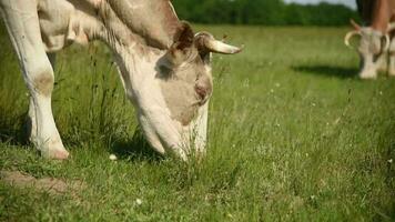 mucche mangiare erba nel un' prato nel il villaggio. bestiame pascolare su il campo su un' soleggiato giorno. video