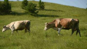 vaches dans le Prairie mâcher herbe. video