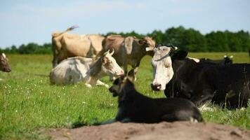 le berger chien protège le vaches et aide leur pâturer. bétail sont repos dans une pâturage. video