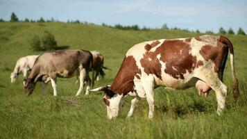 mucche nel il prato masticare erba. video