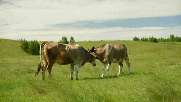 un vaca y un toro son luchando en el campo. vacas golpeando cuernos en un prado video