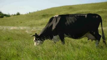 vaches dans le Prairie mâcher herbe. video