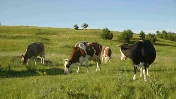 vacas comer césped en un prado en el aldea. vacas pacer en el campo en un soleado día. video