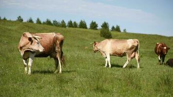 mucche mangiare erba nel un' prato nel il villaggio. bestiame pascolare su il campo su un' soleggiato giorno. video