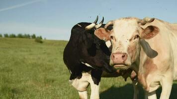 Flies prevent cows from grazing in a meadow in a village. Cattle eat grass in a field in the village. video