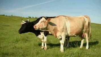 moscas evitar vacas desde pasto en un prado en un aldea. vacas comer césped en un campo en el aldea. video