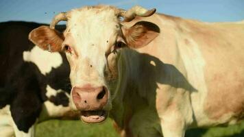 fliegt verhindern Kühe von Weiden lassen im ein Wiese im ein Dorf. das Vieh Essen Gras im ein Feld im das Dorf. video