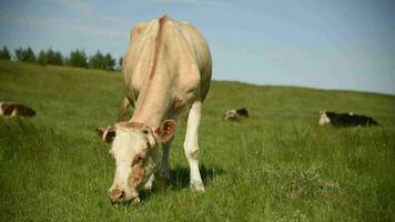 koeien eten gras in een weide in de dorp. vee grazen Aan de veld- Aan een zonnig dag. video