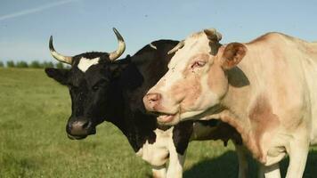 vliegt voorkomen koeien van begrazing in een weide in een dorp. vee eten gras in een veld- in de dorp. video