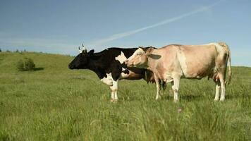 vliegt voorkomen koeien van begrazing in een weide in een dorp. vee eten gras in een veld- in de dorp. video