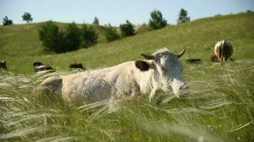 koeien eten gras in een weide in de dorp. vee grazen Aan de veld- Aan een zonnig dag. video