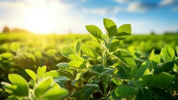 haba de soja campo a puesta de sol. verde haba de soja plantas. agrícola paisaje. generativo ai foto