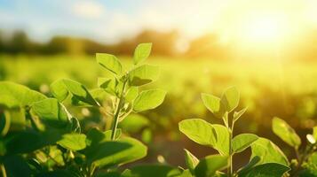 verde haba de soja plantas creciente en el campo a puesta de sol. agrícola antecedentes. generativo ai foto