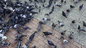 pigeons au sol video