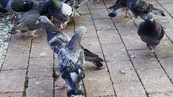 palomas en el suelo video