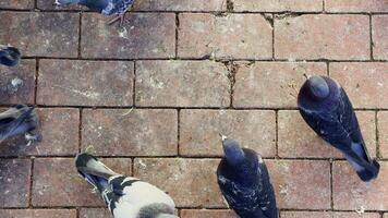 pigeons au sol video